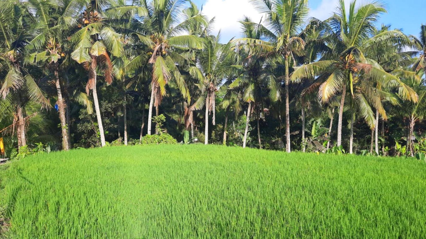 As I Am Ubud Retreat Exterior photo